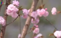 Khai mạc Lễ hội hoa Anh đào - Mai vàng Yên tử 2018