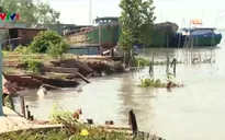 Sạt lở đe dọa cuộc sống hàng chục hộ dân dọc bờ sông Hậu, Vĩnh Long