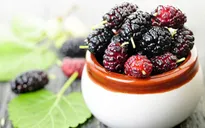 Khám phá công dụng tuyệt vời của quả dâu tằm