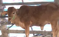 Bò bệnh "vượt rào" tới tay hộ nghèo như thế nào?