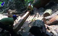 Rừng Lim quý hiếm ở Quảng Nam bị tàn phá nghiêm trọng