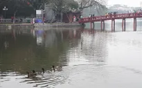 Chuyên gia khẳng định đàn vịt xuất hiện tại hồ Gươm không phải vịt trời