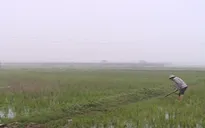 Gần 2.000ha đất lúa ở Hà Nội chưa có nước sản xuất