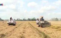 Giá lúa tăng nhưng nông dân kém vui