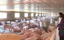 Hơn 50% trang trại nuôi lợn ở Đồng Nai bỏ trống chuồng