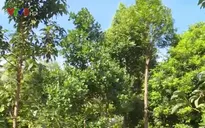 Ninh Thuận phát triển cây ăn quả chịu hạn