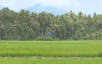 Thú vị cuộc sống giữa "vùng dừa Bến Tre" ở miền Trung