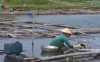 Hơn 300ha mặt nước đầm Ô Loan bị lấn chiếm