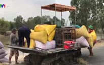 ĐBSCL: Giá lúa tăng, doanh nghiệp thận trọng mua vào