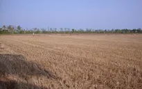 Nguy cơ giảm năng suất lúa khi mặn xâm nhập