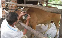 Phú Yên bùng phát dịch lở mồm long móng trên gia súc