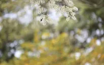 Hà Nội - Có một mùa thay lá cực "tình"