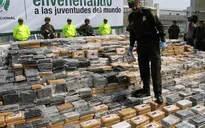 Colombia bắt giữ hơn 5 tấn cocaine giấu trong lô chuối