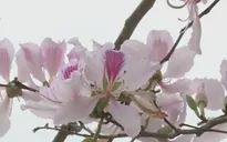 Lễ hội Hoa ban Điện Biên 2018 sẽ có nhiều hoạt động mới đặc sắc