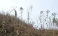 Đắk Lắk: Nguy cơ xảy cháy tại khu vực rừng bị đổ, chết khô sau bão