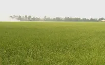 Liên kết sản xuất và tiêu thụ lúa còn nhiều hạn chế