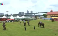 Độc đáo môn cưỡi voi đánh bóng polo