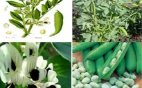 Thiếu máu ở trẻ sơ sinh: bác sĩ khuyên gì?