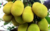 Giá mít Thái tại ĐBSCL tăng cao kỷ lục