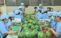 Từ 1/4, thêm điều kiện khi xuất khẩu hoa quả sang Quảng Tây (Trung Quốc)