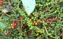 Nông dân phá bỏ hồ tiêu do giá thấp