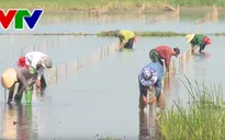 Thừa Thiên Huế triển khai trồng rừng ven biển và đầm phá năm 2018