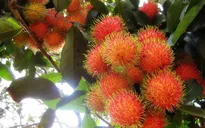 Chôm chôm Việt Nam lần đầu tiên xuất khẩu sang New Zealand