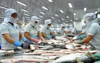 Thách thức xuất khẩu cá tra vào Trung Quốc