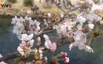 Mùa hoa anh đào Nhật Bản hấp dẫn du khách Việt