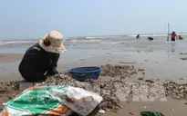 Ngư dân Hà Tĩnh trúng đậm sò huyết