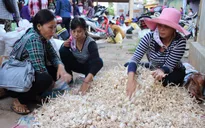 Nỗ lực bảo vệ thương hiệu tỏi Lý Sơn