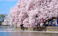 Hoa anh đào bừng nở bên hồ ở trung tâm Washington, Mỹ