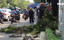 TP.HCM: Nhánh cây đổ đè vào người đi đường, 2 người bị thương