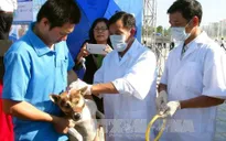 Tăng cường phòng chống bệnh dại trong mùa nắng nóng
