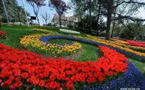Rực rỡ Lễ hội hoa Tulip ở Thổ Nhĩ Kỳ