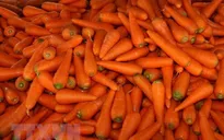 Thu giữ hơn 6 tấn cà rốt ngâm hóa chất