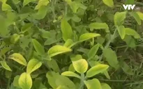Nuôi sống cả gia đình nhờ vườn cây thảo dược