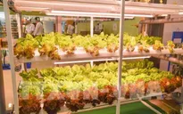 Bình Thuận đưa vào hoạt động chuỗi cung ứng nông sản, thực phẩm sạch đầu tiên