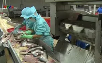 Các doanh nghiệp cá tra phải hướng tới xuất khẩu chính ngạch