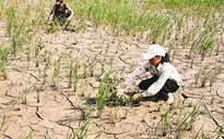 Nông dân Nam Trung Bộ ngược xuôi tìm nguồn nước chống hạn
