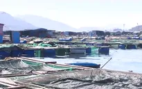 Bất ổn nghề nuôi tôm hùm trên biển sau bão
