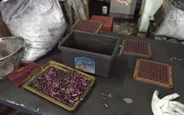 Kiểm tra đột xuất các cơ sở phân phối thuốc ung thư giả ở TP.HCM