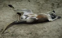 Trung Quốc: Khách du lịch ném gạch đá khiến một con kangaroo thiệt mạng