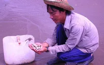 Nghêu chết hàng loạt do thời tiết ở Bến Tre