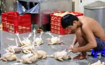 Bắt quả tang lò giết mổ gà không phép mang đi TP.HCM tiêu thụ