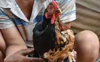 Độc đáo con gà... lưỡng tính ở An Giang
