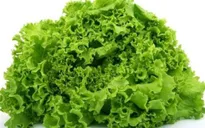 Mỹ cảnh báo khuẩn E.coli trong rau diếp