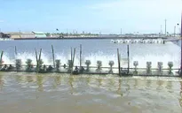 Chuyển sang nuôi tôm, bà con Khmer ổn định cuộc sống trong thời hạn mặn