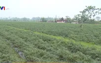 Khó khăn khi tự phát tích tụ đất nông nghiệp