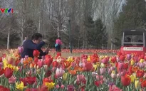 Mãn nhãn mùa hoa tulip tuyệt đẹp ở Trung Quốc
